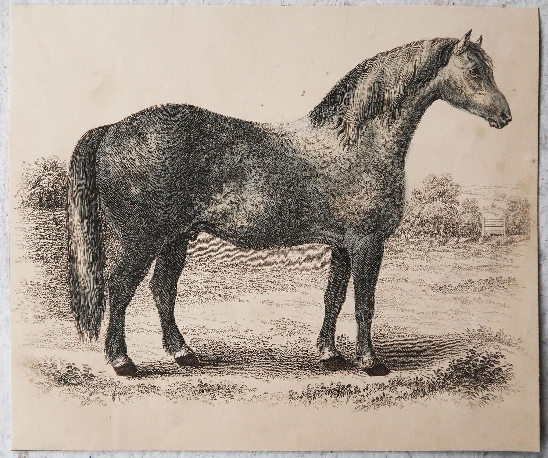 Folk Art Original Antique Print of A Grey Horse, 1847 'Unframed'