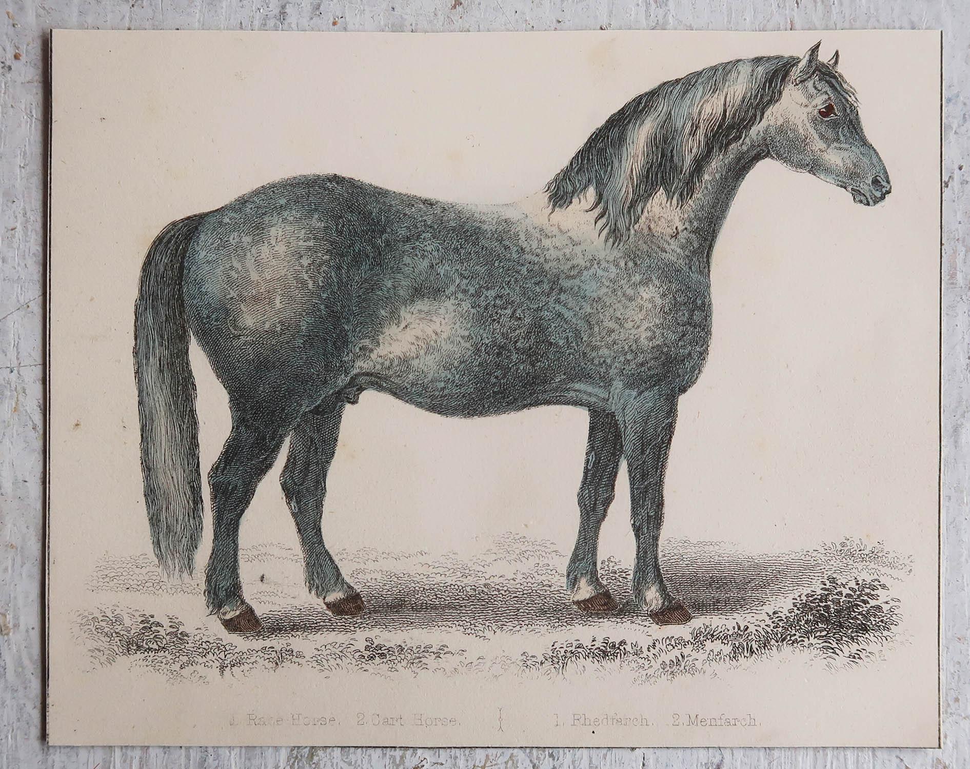 Original Antiker Originaldruck eines grauen Pferdes, 1847, ungerahmt (Volkskunst) im Angebot