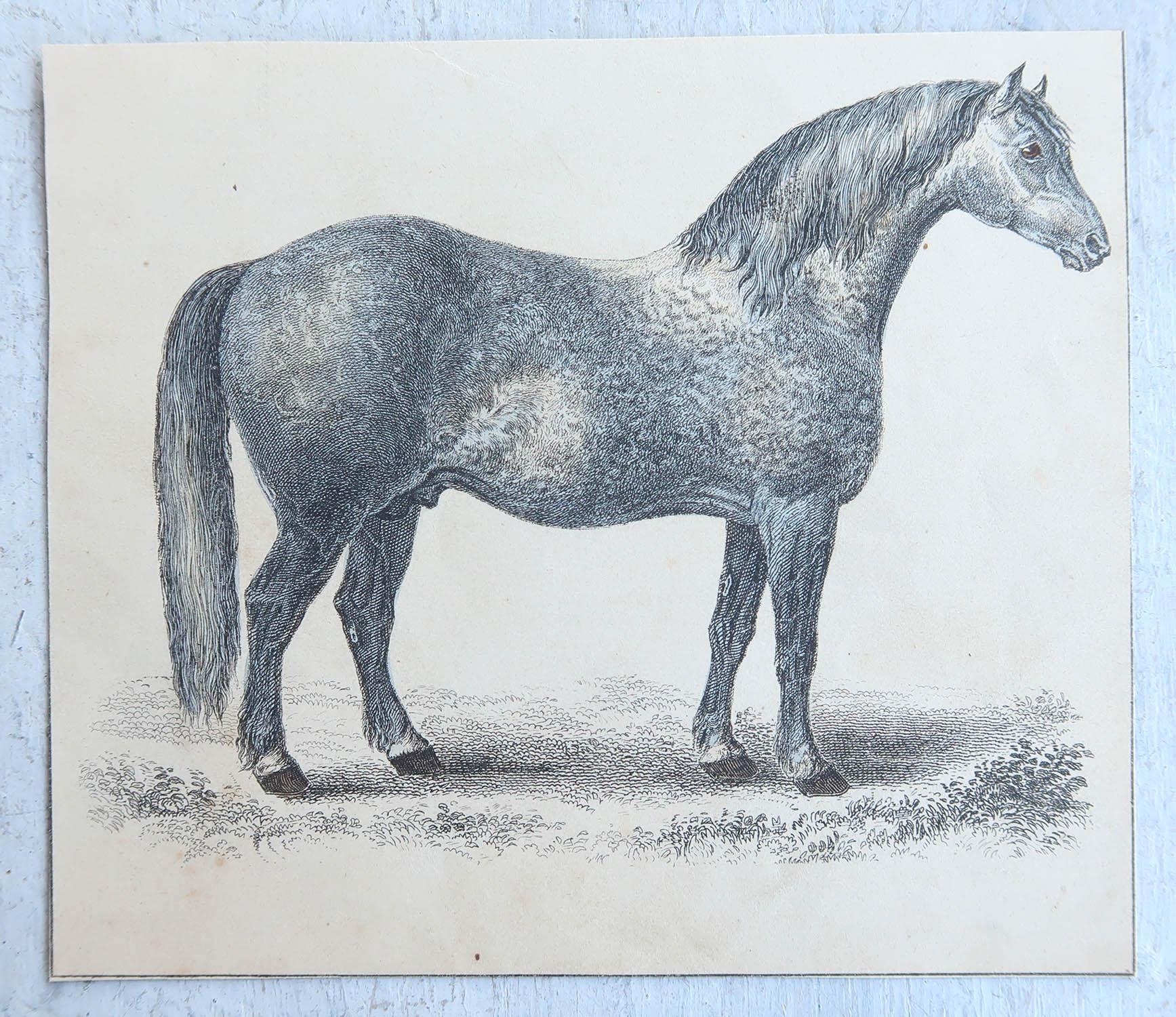 Anglais Impression ancienne originale d'un cheval gris, 1847, non encadrée en vente