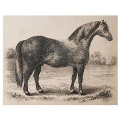 Original Antique Print of A Grey Horse, 1847 
Unframed
