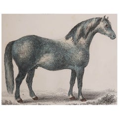 Original Antique Print of A Grey Horse, 1847 
Unframed
