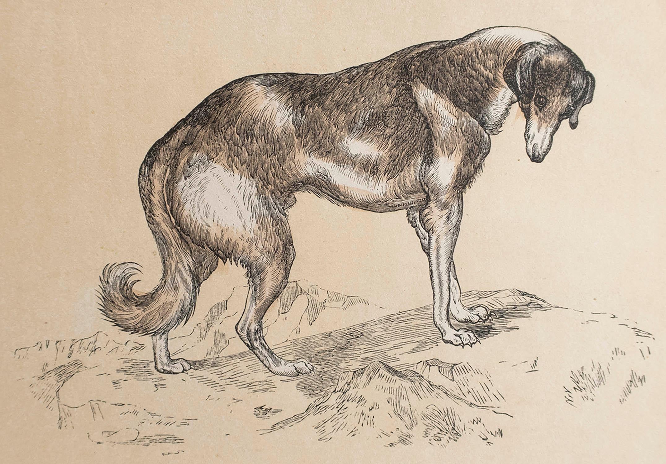 Great print of a greyhound

Lithograph

Original hand colour

Published, circa 1850

Unframed.



