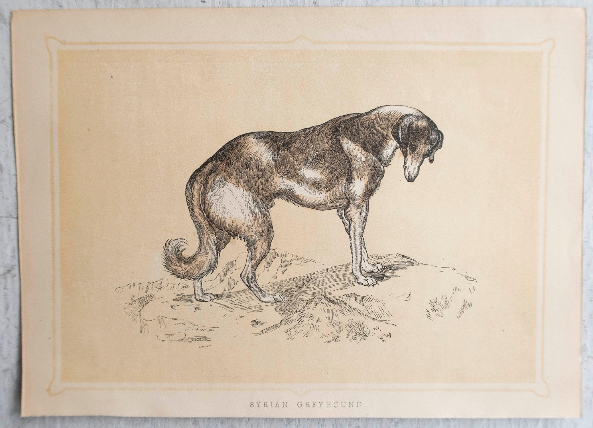English  Original Antique Print of A Greyhound, circa 1850 For Sale