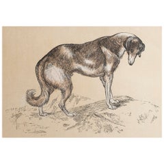 Original Antique Print of A Greyhound, circa 1850