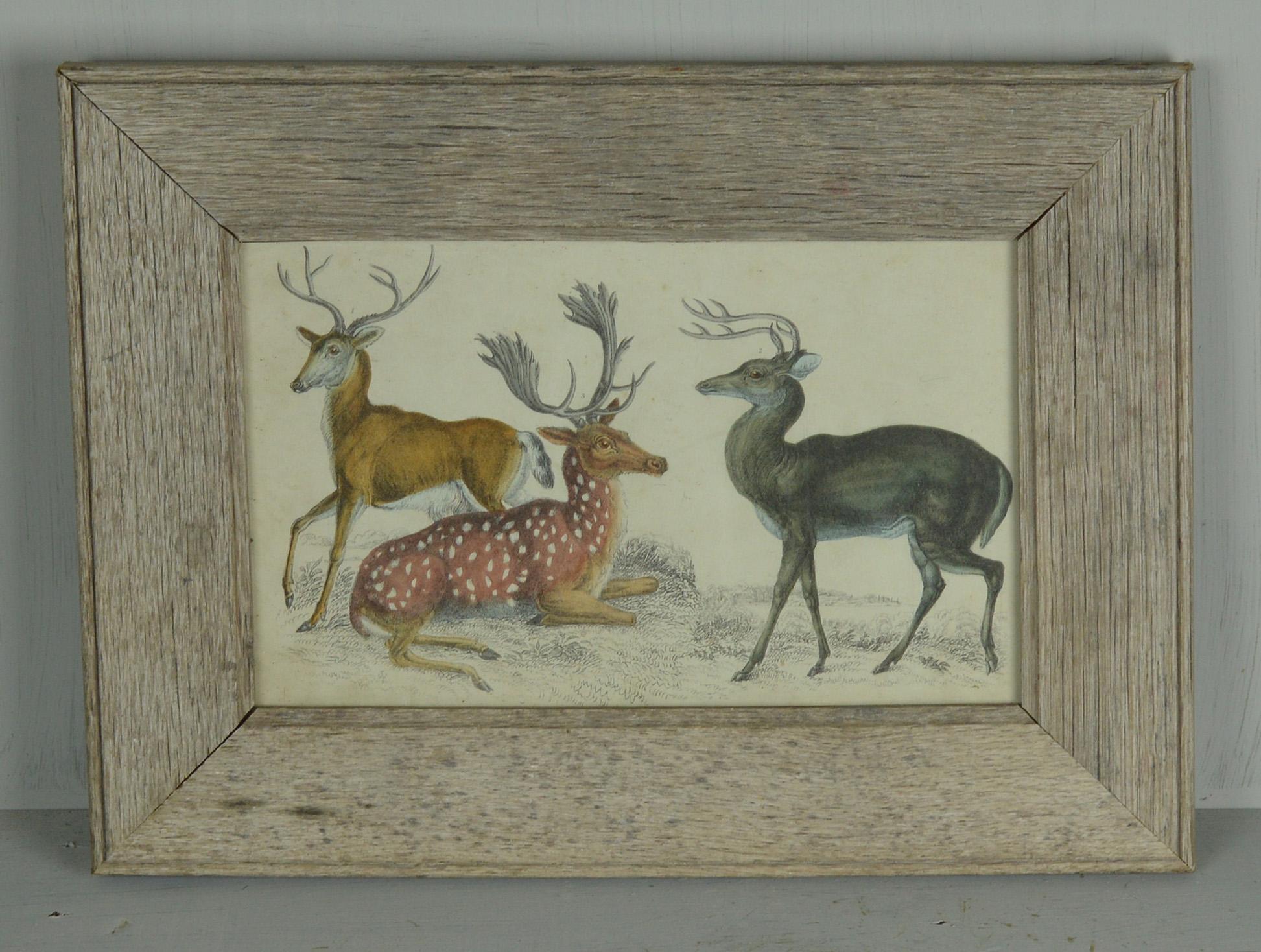 Great image of deer

Hand-colored lithograph.

Original color.

From Goldsmith's Animated Nature.

Published by Fullarton, London and Edinburgh, 1847.

Presented in a distressed bleached oak frame.

The measurement given below is the