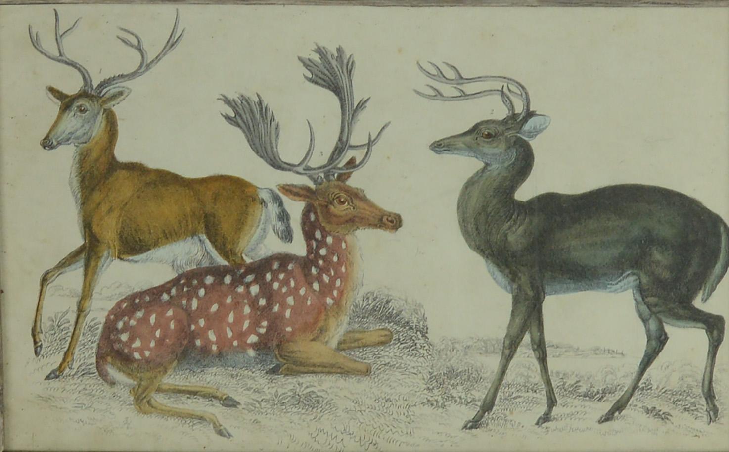 Folk Art Original Antique Print of a Group of Deer, 1847