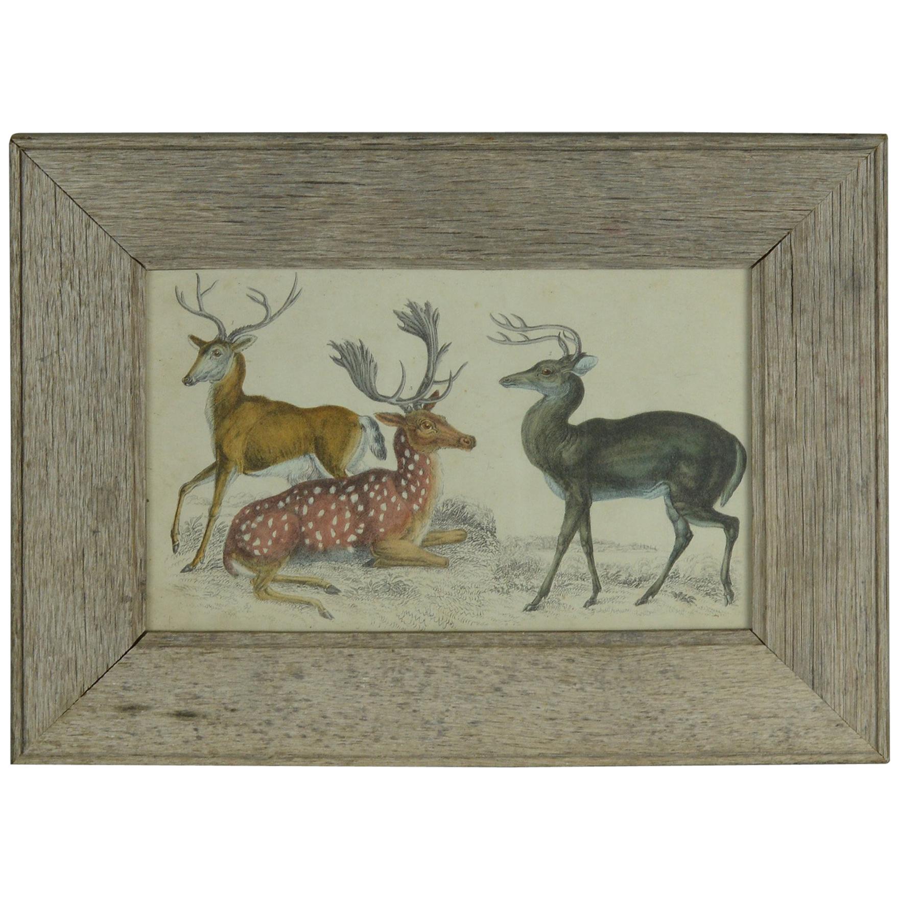Original Antique Print of a Group of Deer, 1847