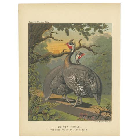 Original Antique Print of a Guineafowl Bird, c.1880