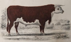 Original Antique Print of a Hereford Bull, 1847 'Unframed'