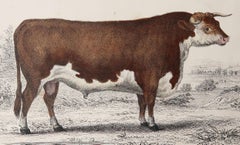 Original Antique Print of a Hereford Bull, 1847 'Unframed'