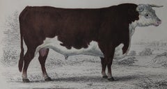 Original Antique Print of a Hereford Bull, 1847 'Unframed'