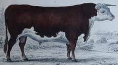 Original Antique Print of a Hereford Bull, 1847 'Unframed'