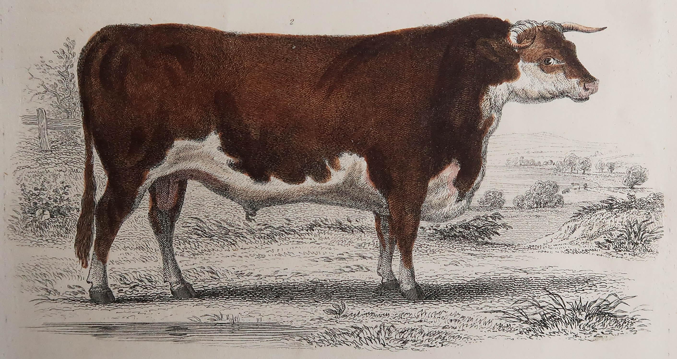 Great image of a Herefordshire bull.

Unframed. It gives you the option of perhaps making a set up using your own choice of frames.

Lithograph with original hand color.

Published 1847.

Free shipping.




