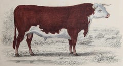 Original Antique Print of a Hereford Bull, 1847 'Unframed'