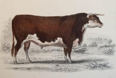 Original Antique Print of a Hereford Bull, 1847 'Unframed'