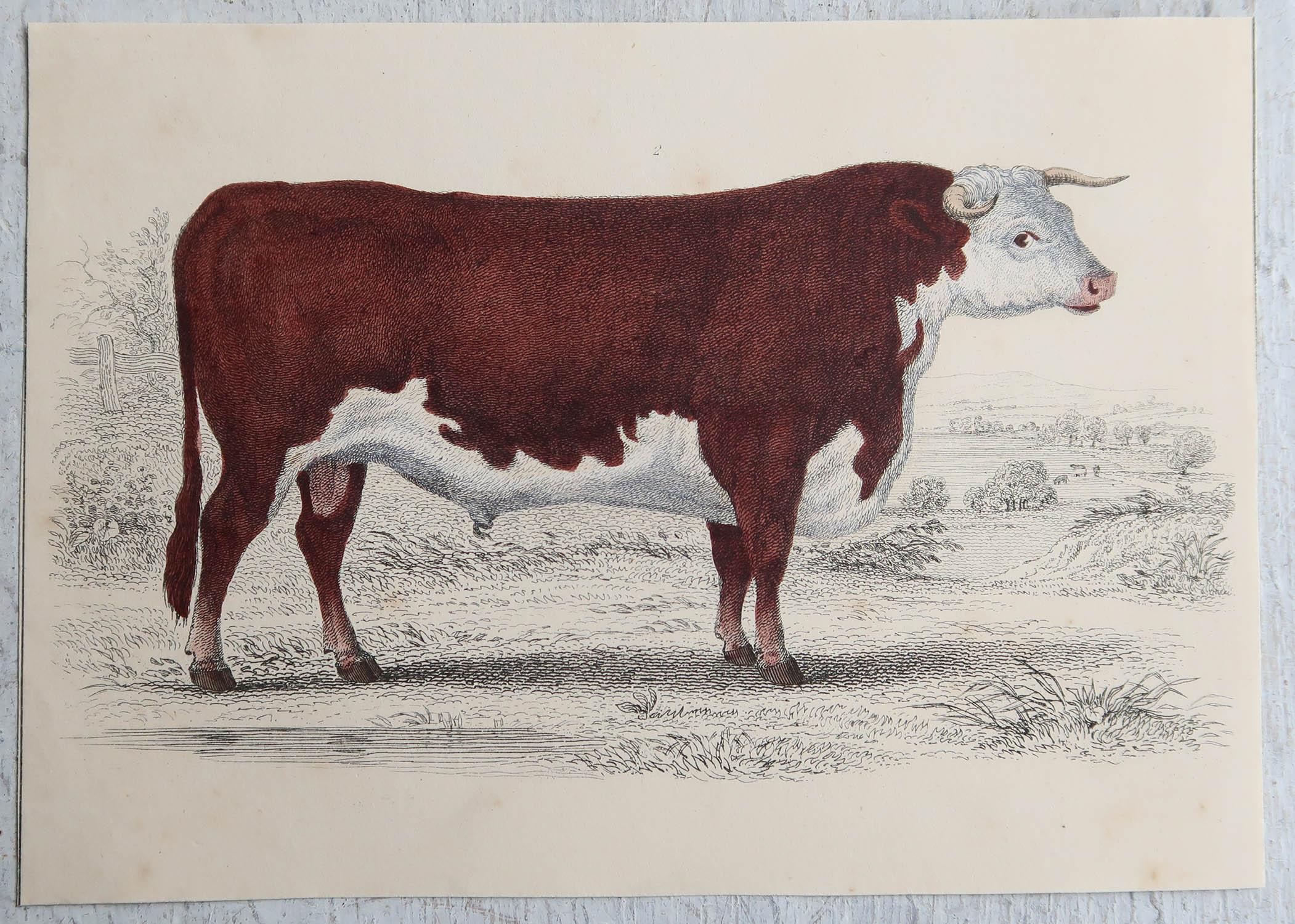 Folk Art Original Antique Print of a Hereford Bull, 1847 'Unframed'