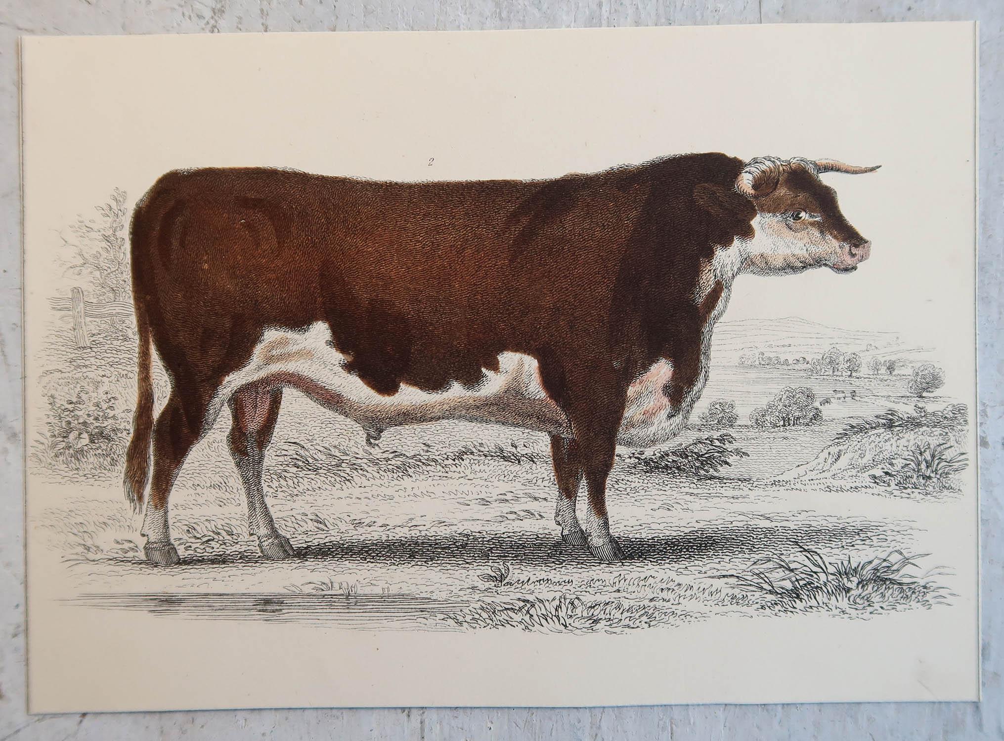 English Original Antique Print of a Hereford Bull, 1847 'Unframed' For Sale