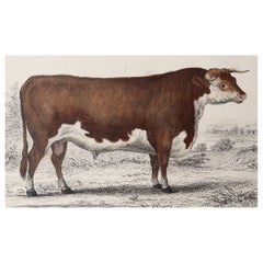 Original Antique Print of a Hereford Bull, 1847 'Unframed'