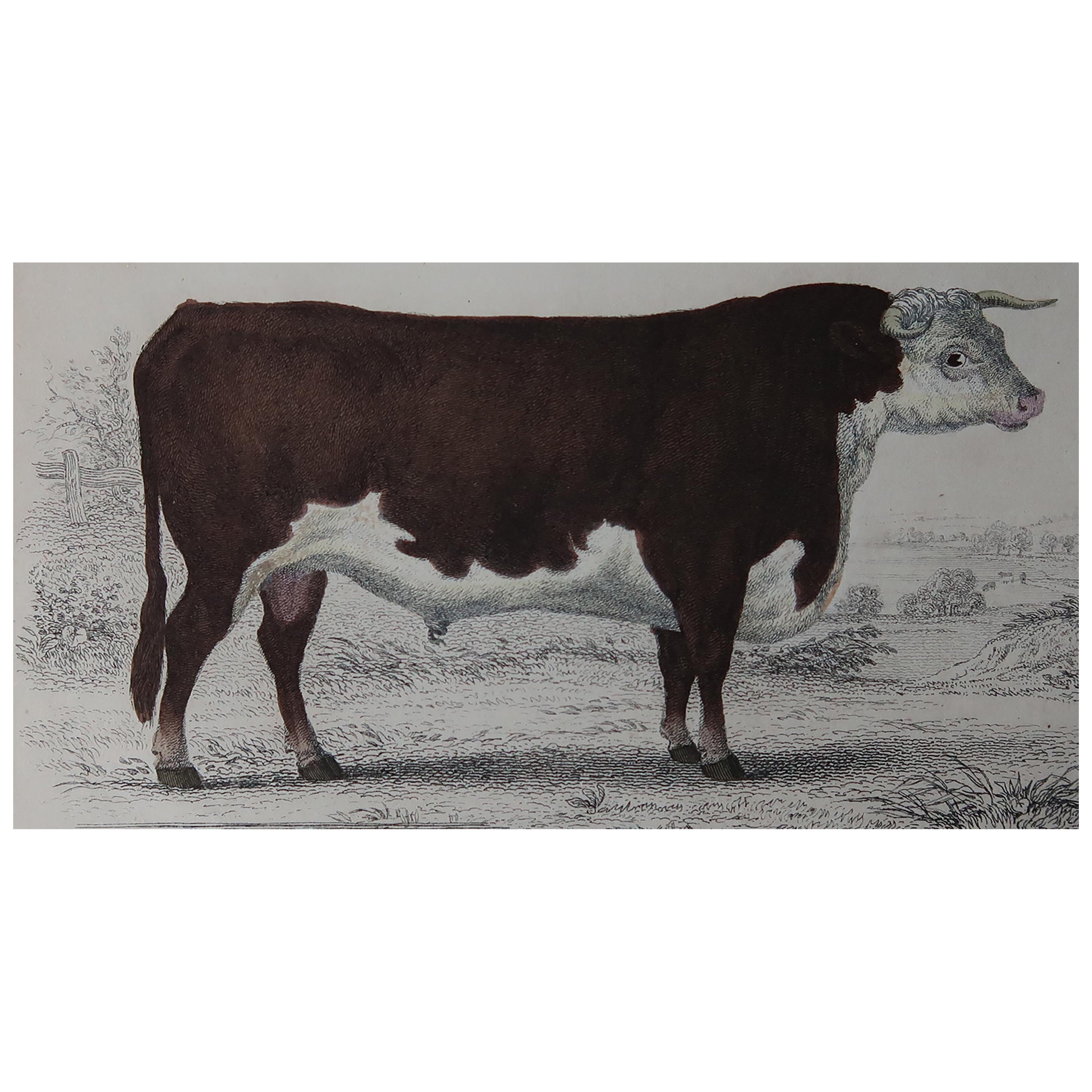 Original Antique Print of a Hereford Bull, 1847 
Unframed

