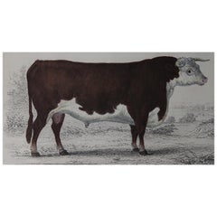 Original Antique Print of a Hereford Bull, 1847 'Unframed'
