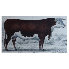 Original Antique Print of a Hereford Bull, 1847 'Unframed'