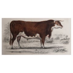 Original Antique Print of a Hereford Bull, 1847 'Unframed'