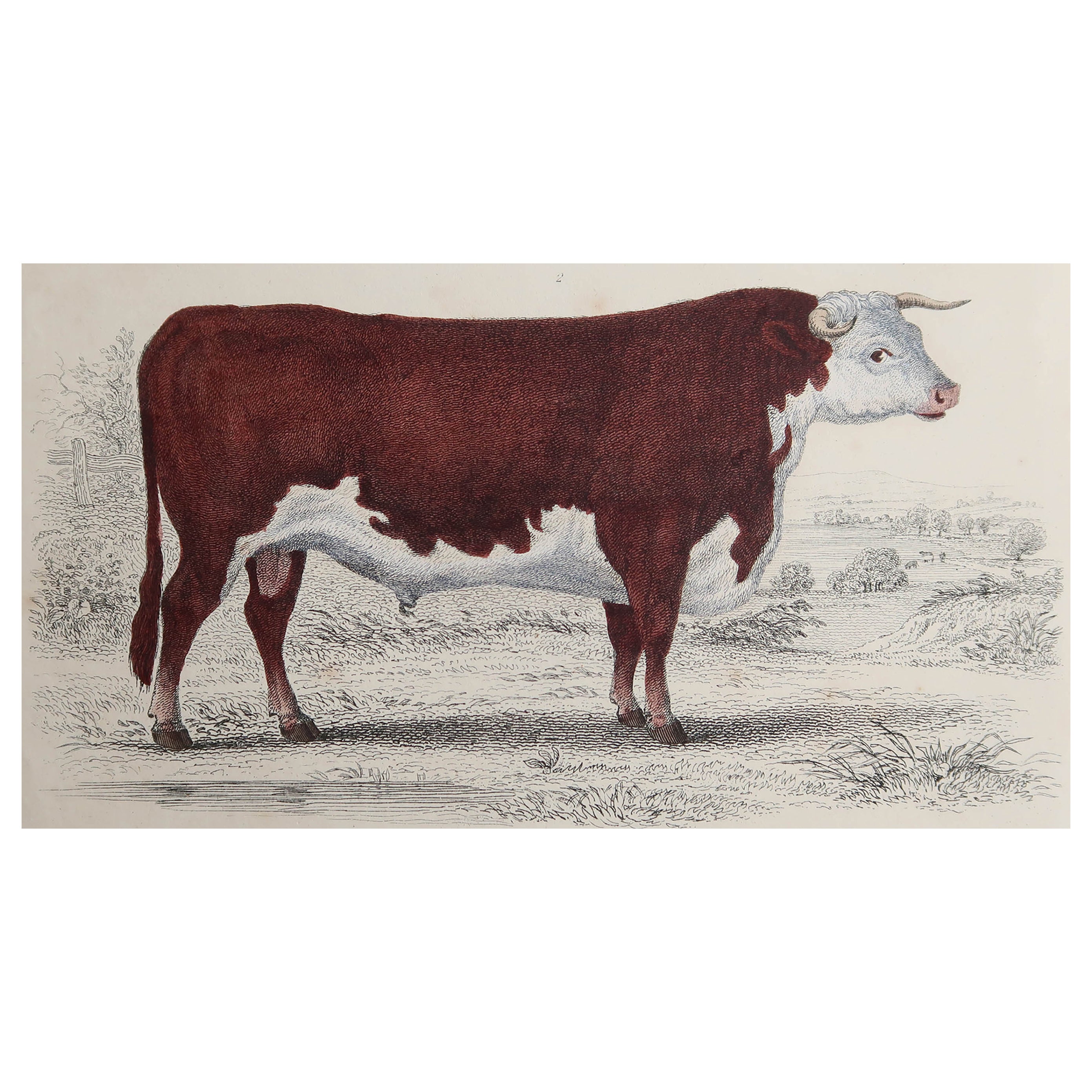Original Antique Print of a Hereford Bull, 1847 
Unframed
