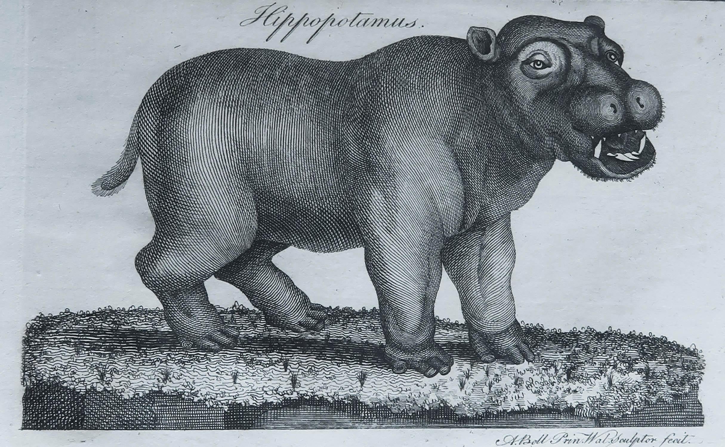Great image of a hippopotamus

Copper-plate engraving

Drawn and engraved by A.Bell

Published C.1790

Unframed.

Free shipping. 



