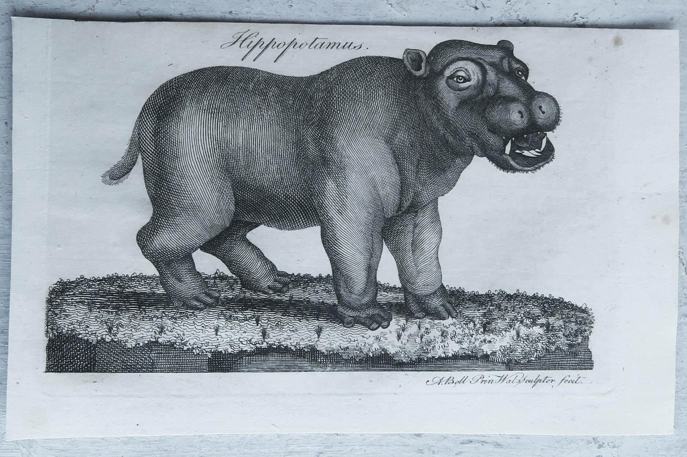 English Original Antique Print of A Hippopotamus, C.1790