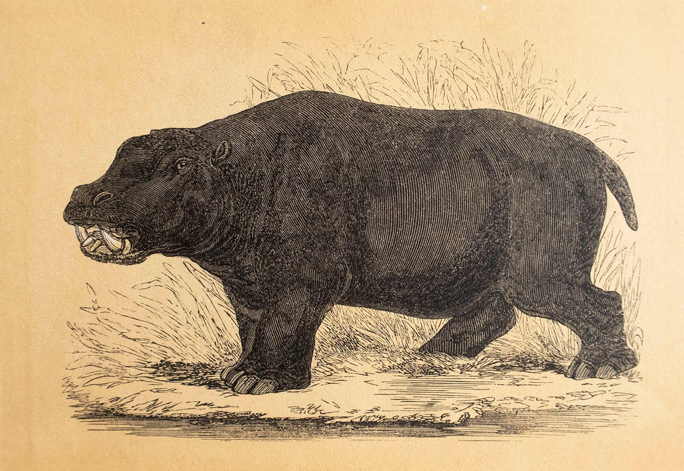 Great print of a hippopotamus

Lithograph

Original hand colour

Published, circa 1850

Unframed.



