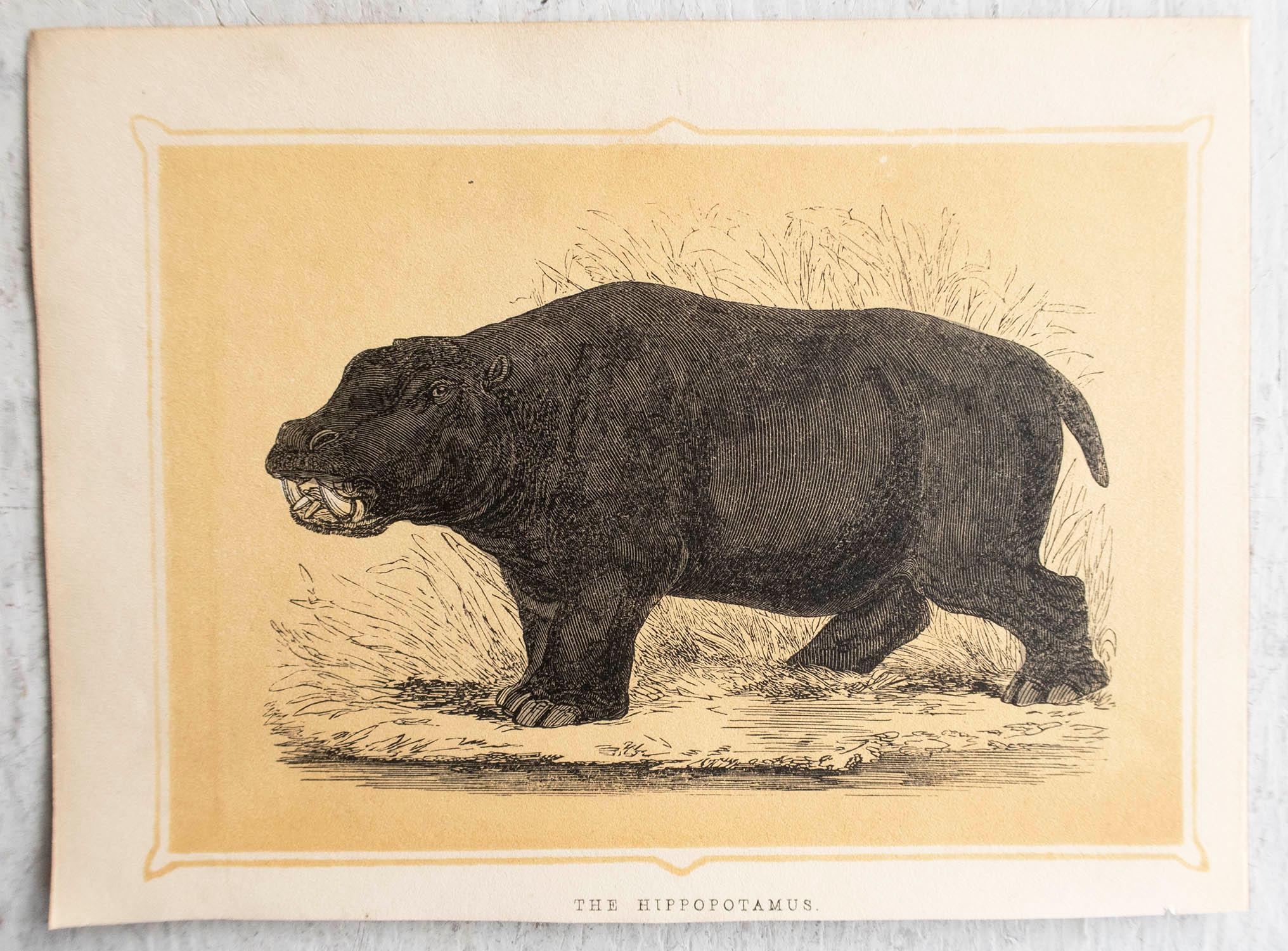 Victorian  Original Antique Print of A Hippopotamus, circa 1850 For Sale