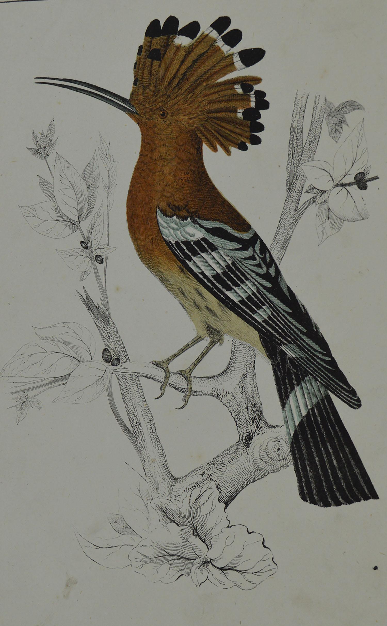 Great image of a hoopoe

Unframed. It gives you the option of perhaps making a set up using your own choice of frames.

Lithograph after Cpt. Brown with original hand color.

Published 1847.

Free shipping.




 