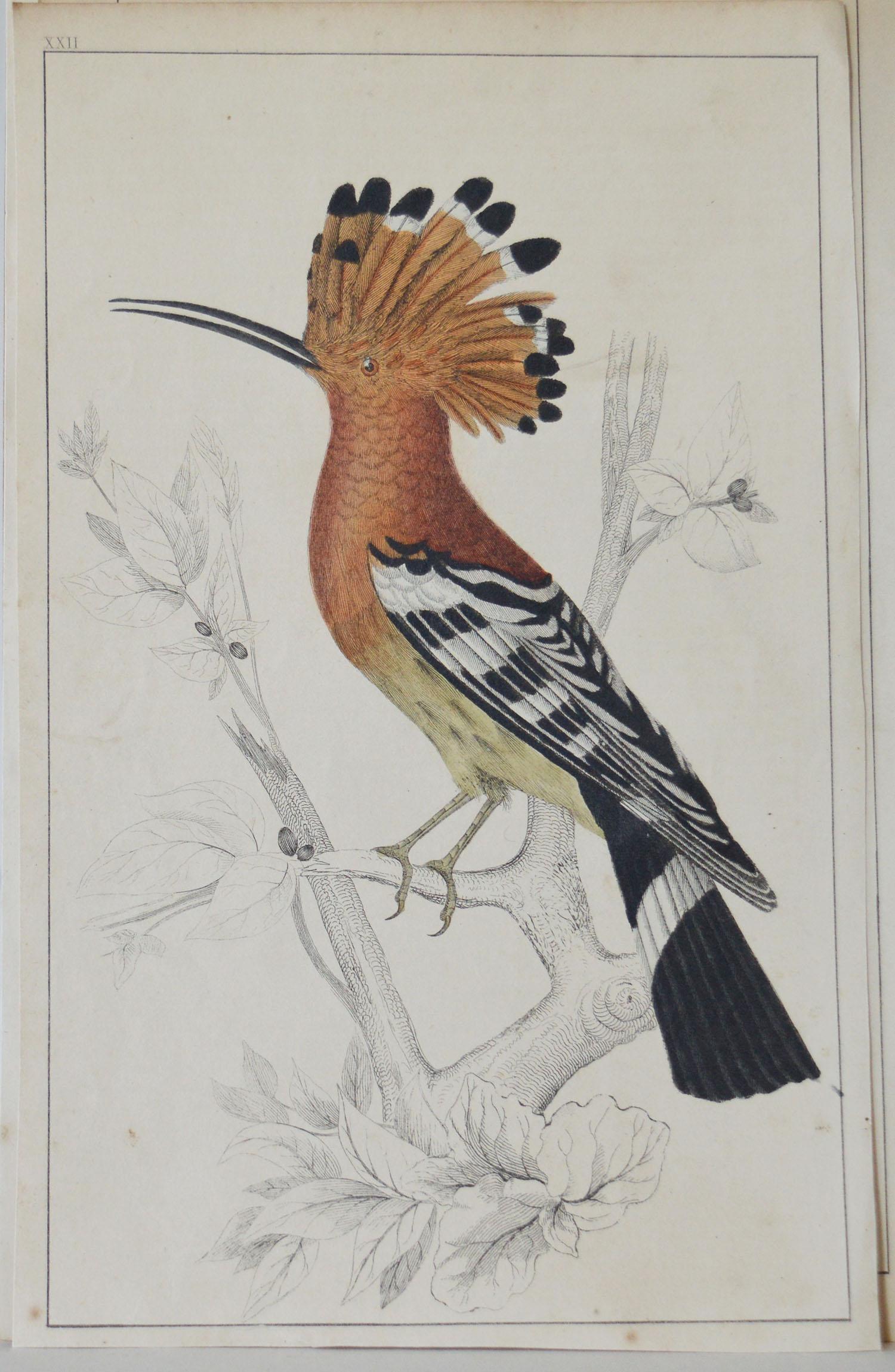 Great image of a hoopoe

I have listed several loose natural history prints in the same series

Unframed. It gives you the option of perhaps making a set up using your own choice of frames.

Lithograph after Cpt. Brown with original hand