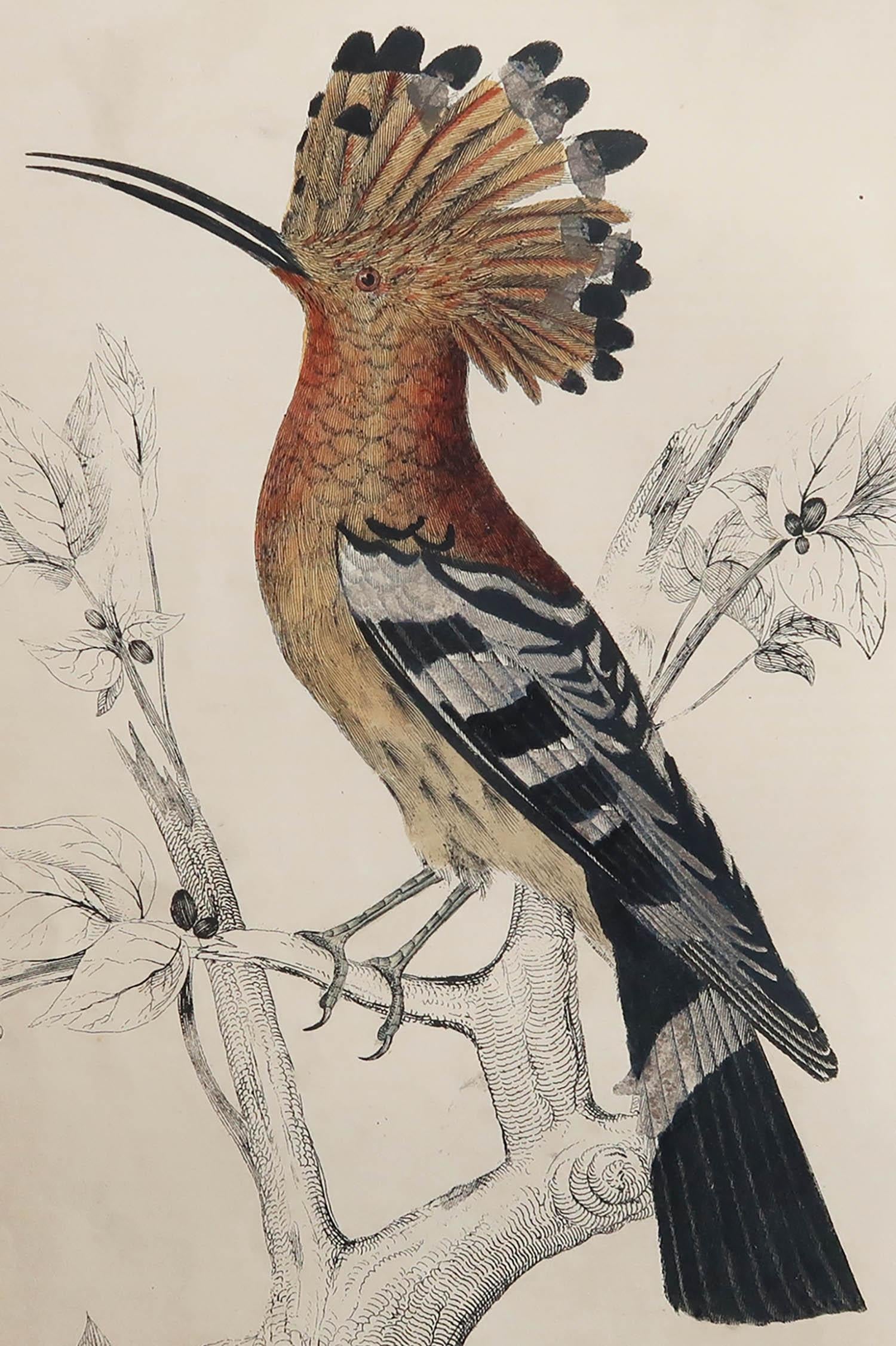 Great image of a hoopoe.

Unframed. It gives you the option of perhaps making a set up using your own choice of frames.

Lithograph after Cpt. Brown with original hand color.

Published, circa 1850.


