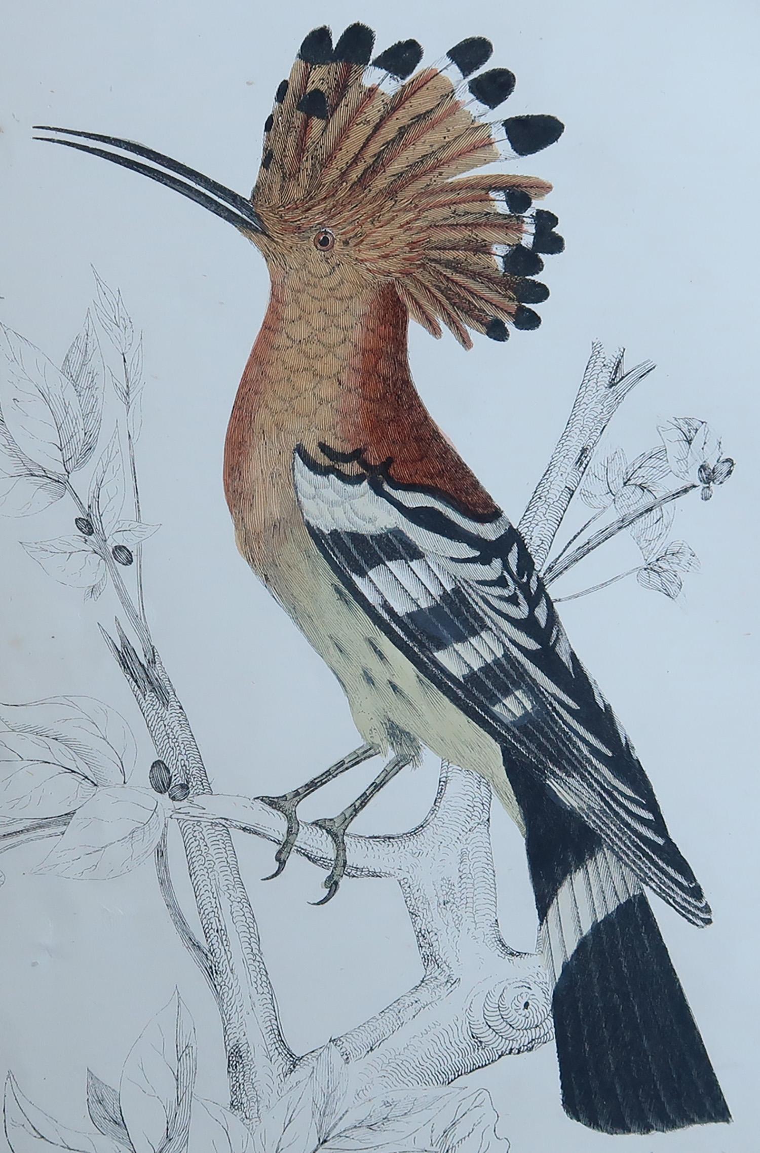 Great image of a hoopoe.

Unframed. It gives you the option of perhaps making a set up using your own choice of frames.

Lithograph after Cpt. Brown with original hand color.

Published, circa 1850.

Free shipping


