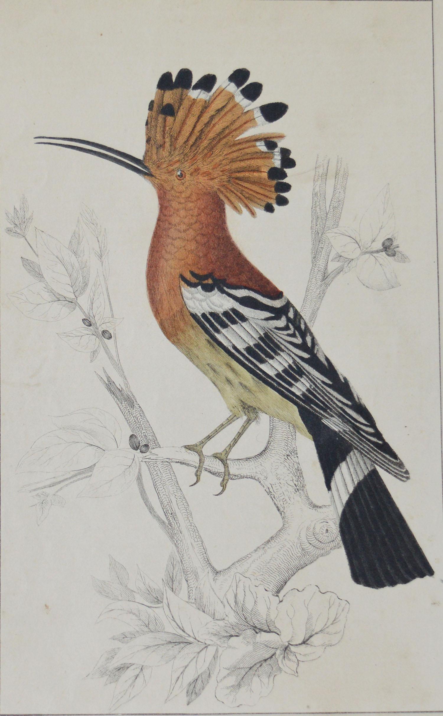 Folk Art Original Antique Print of A Hoopoe, 1847 Unframed