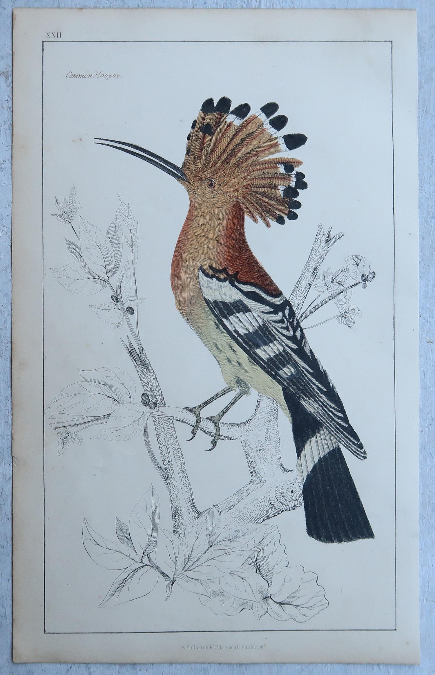 Original Antique Print of a Hoopoe, 1847, Unframed (Volkskunst) im Angebot