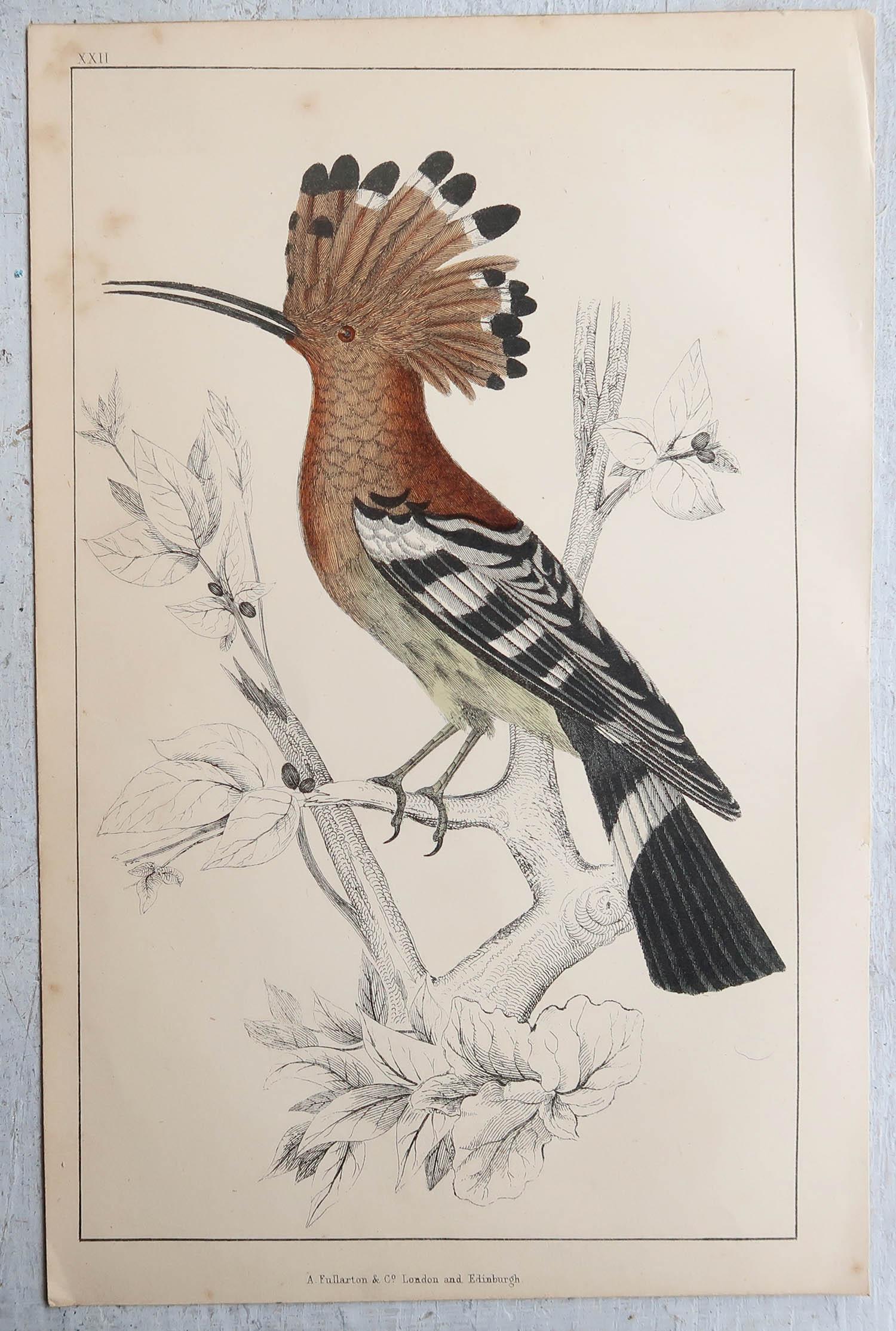 Abstract Hoopoe Original Antique Print of a Hoopoe, 1847, Unframed For Sale at 1stDibs