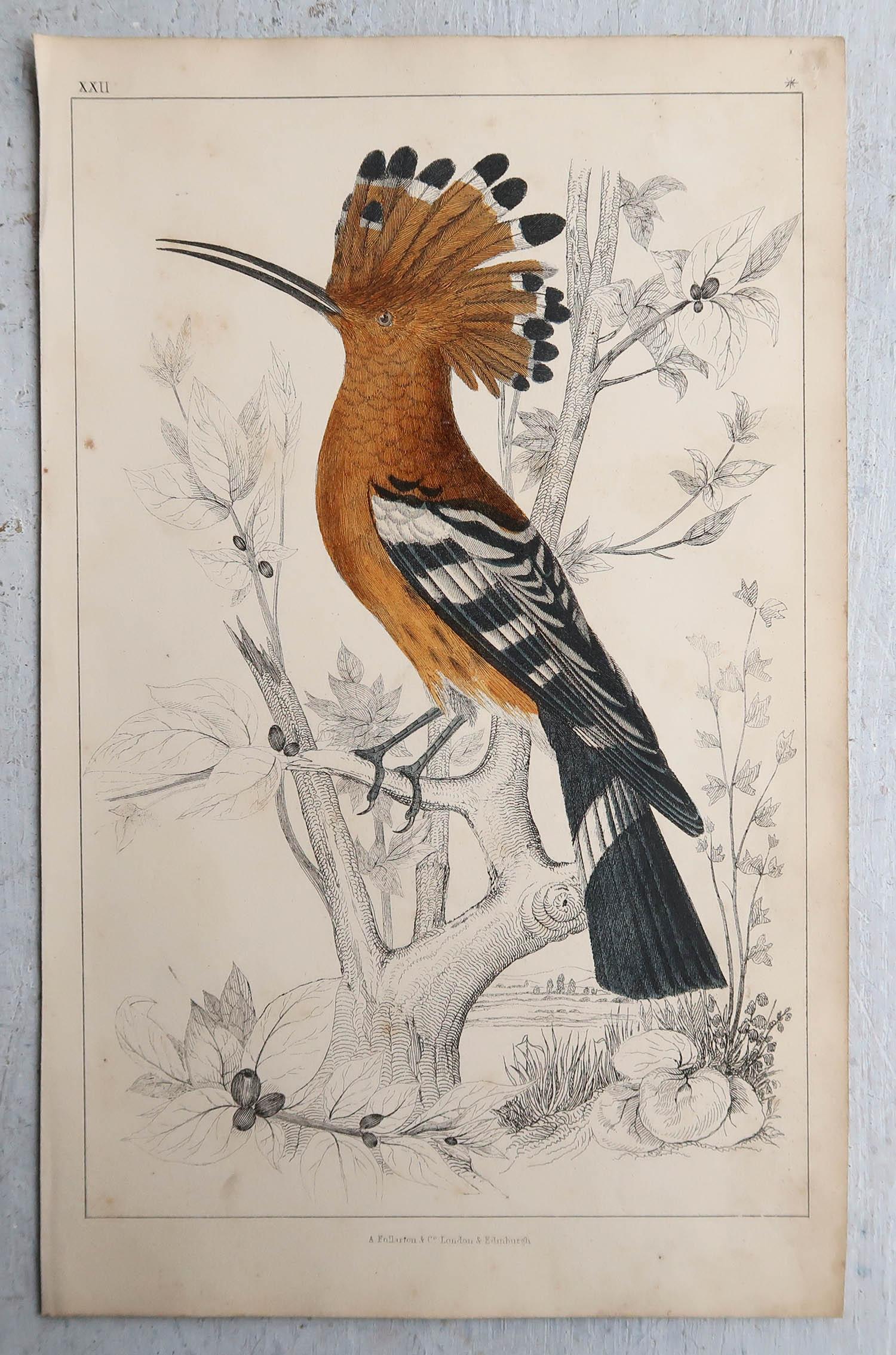 English Original Antique Print of a Hoopoe, 1847, Unframed For Sale