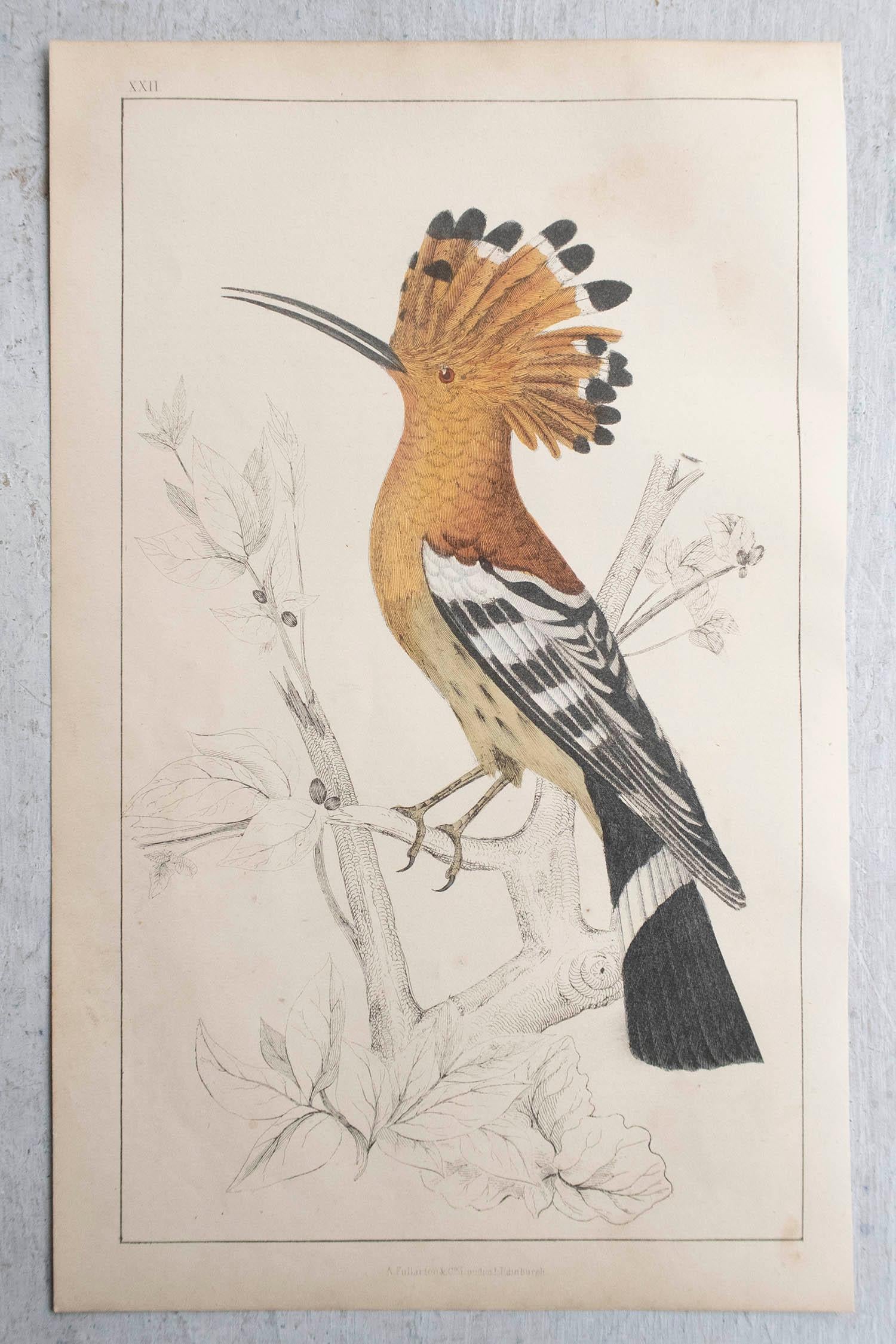 English Original Antique Print of a Hoopoe, 1847, Unframed For Sale