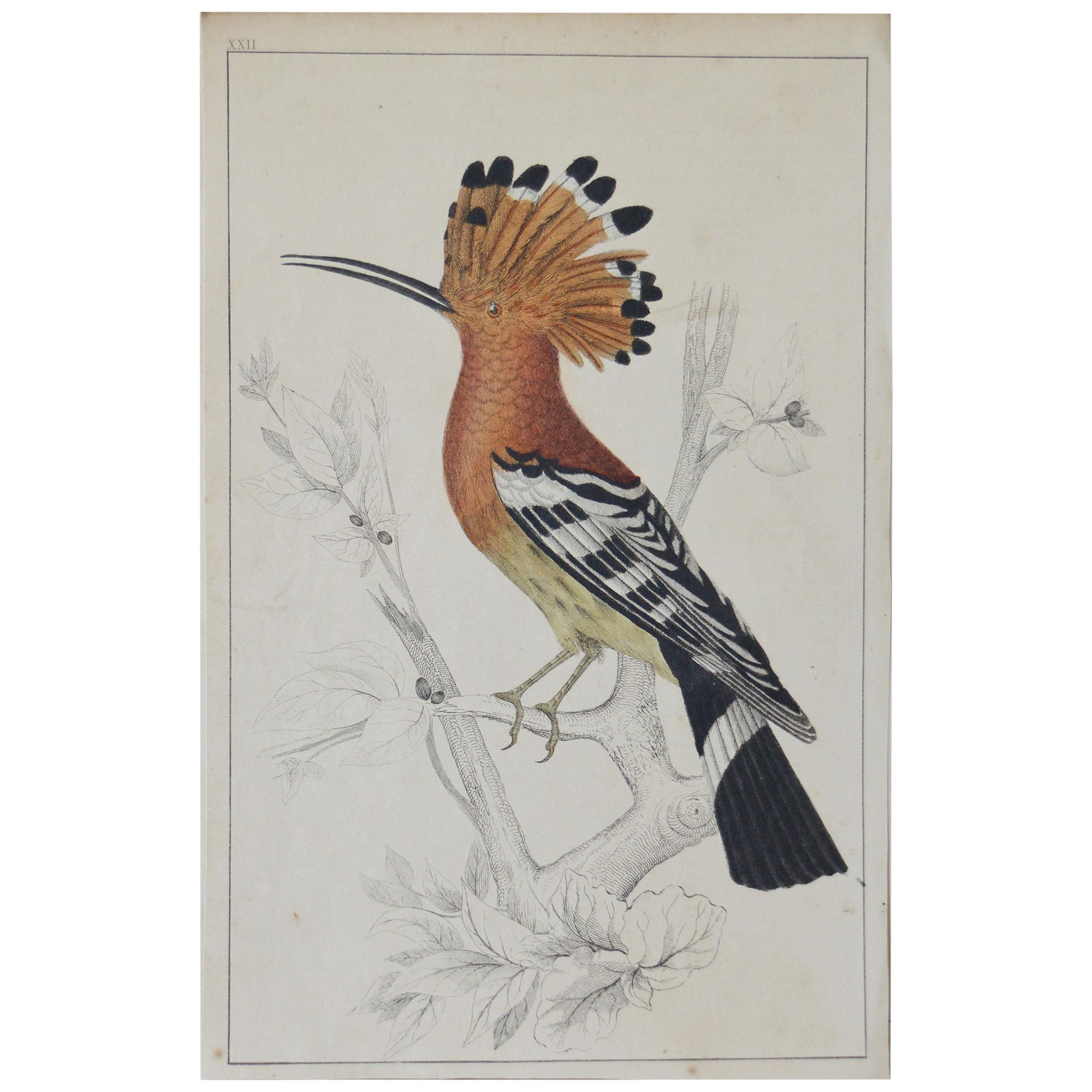 Original Antique Print of A Hoopoe, 1847 Unframed