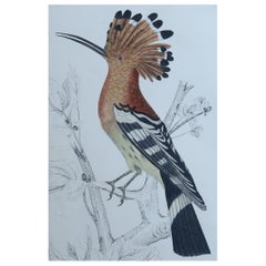 Original Antique Print of a Hoopoe, 1847, Unframed