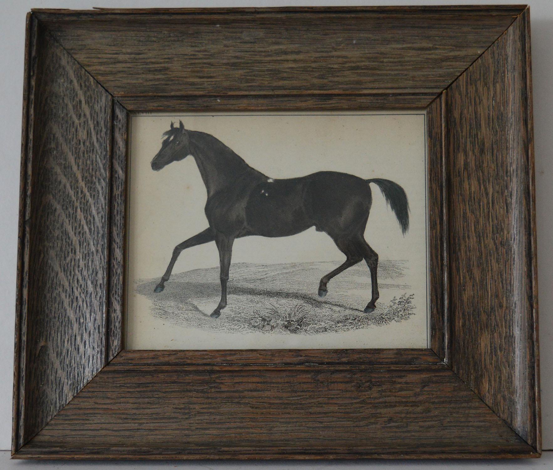 Great image of a horse presented in an antique oak frame.

Lithograph after Stubbs with original hand color.

Published 1847.

The measurement below is the frame size.




 