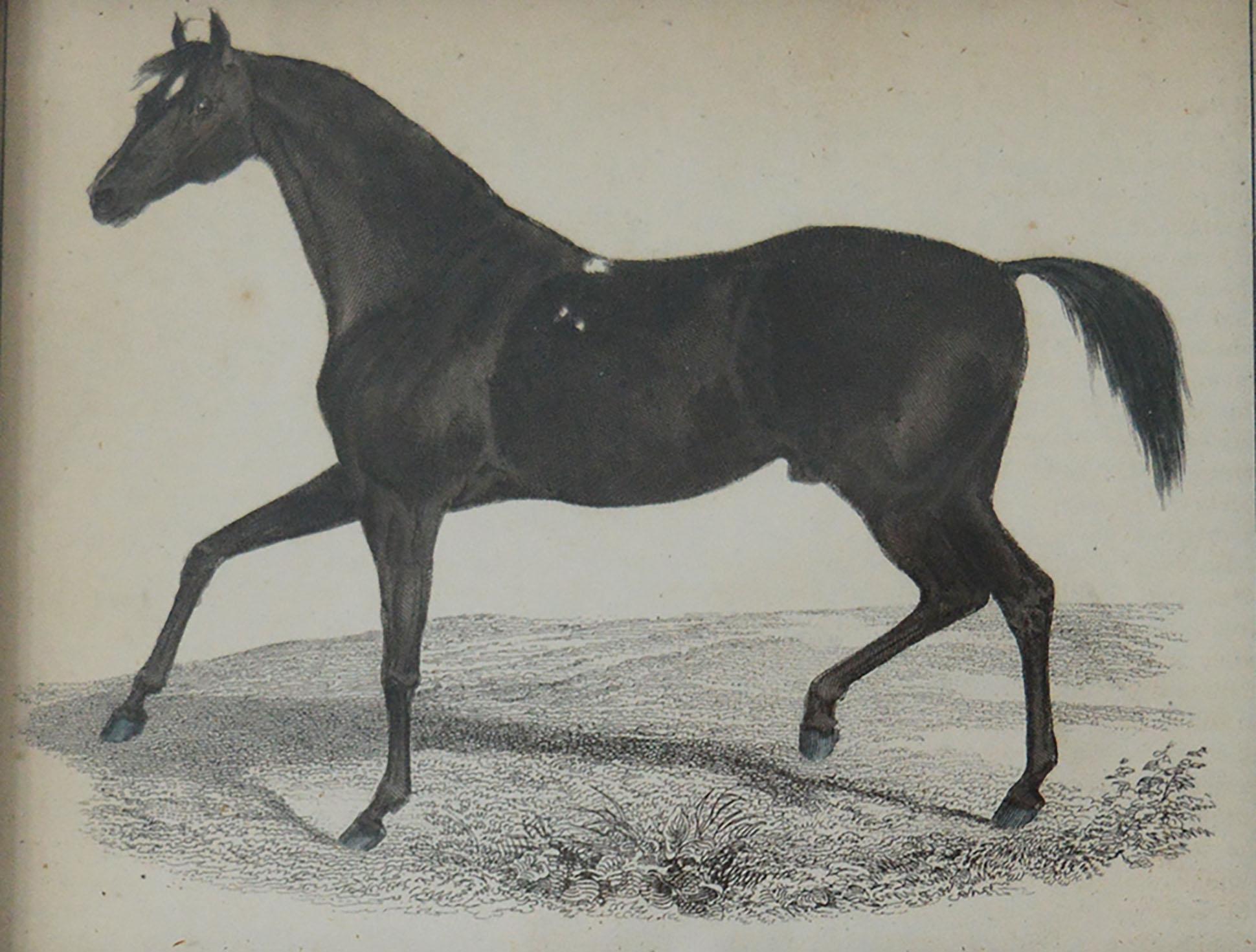 Folk Art Original Antique Print of a Horse, 1847