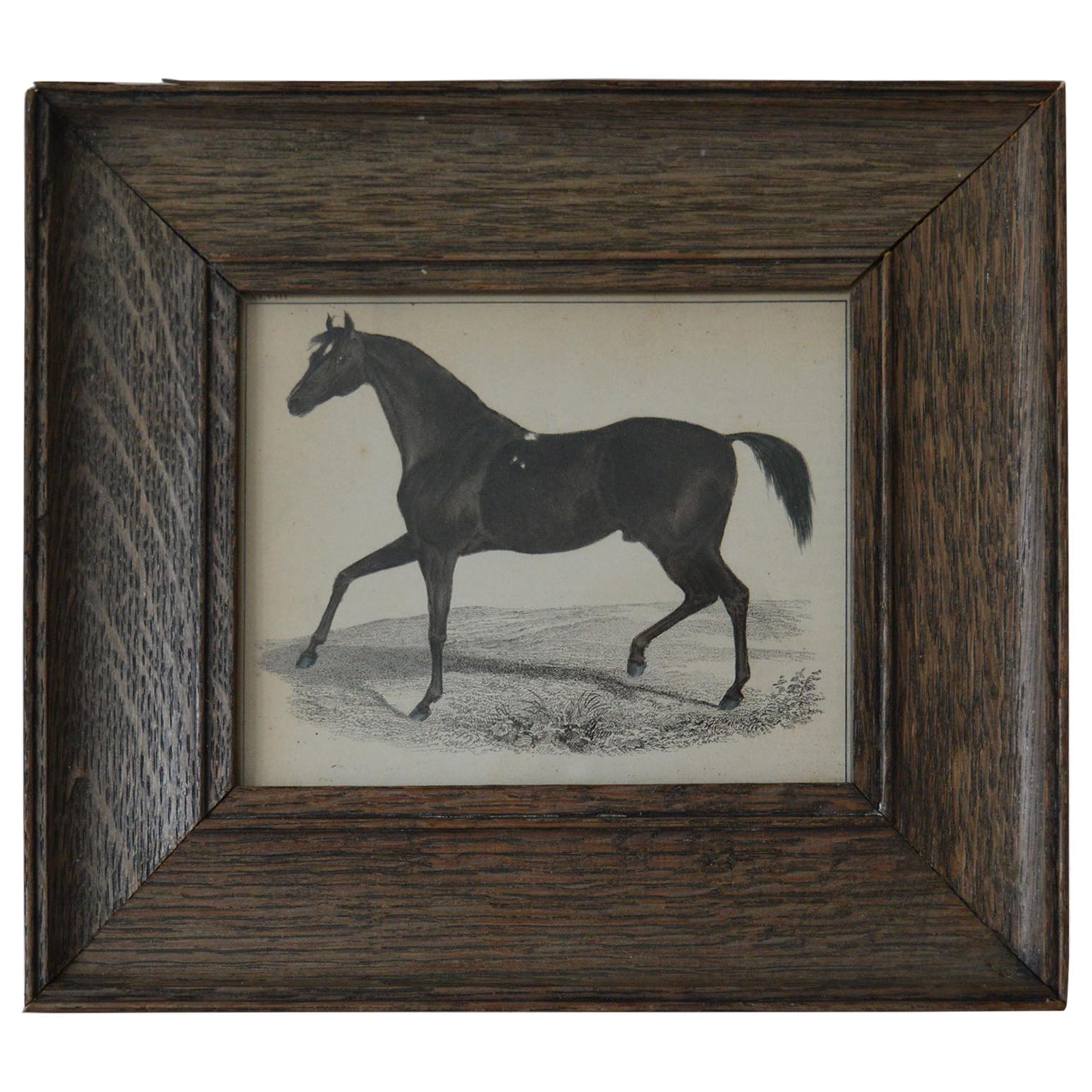 Original Antique Print of a Horse, 1847