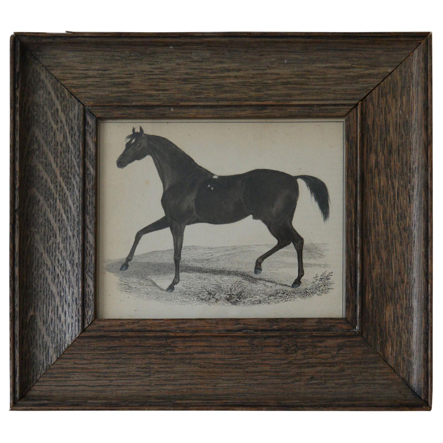 Original Antique Print of a Horse, 1847