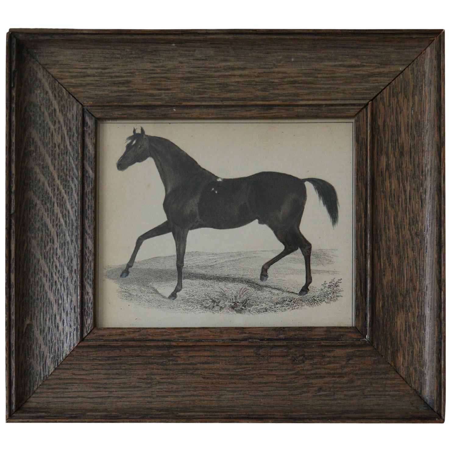 Original Antique Print of a Horse, 1847