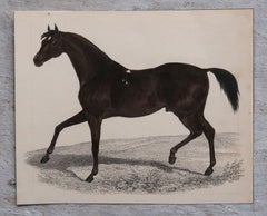 Original Antique Print of A Horse, 1847 'Unframed'