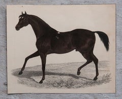Original Antique Print of A Horse, 1847 
Unframed
