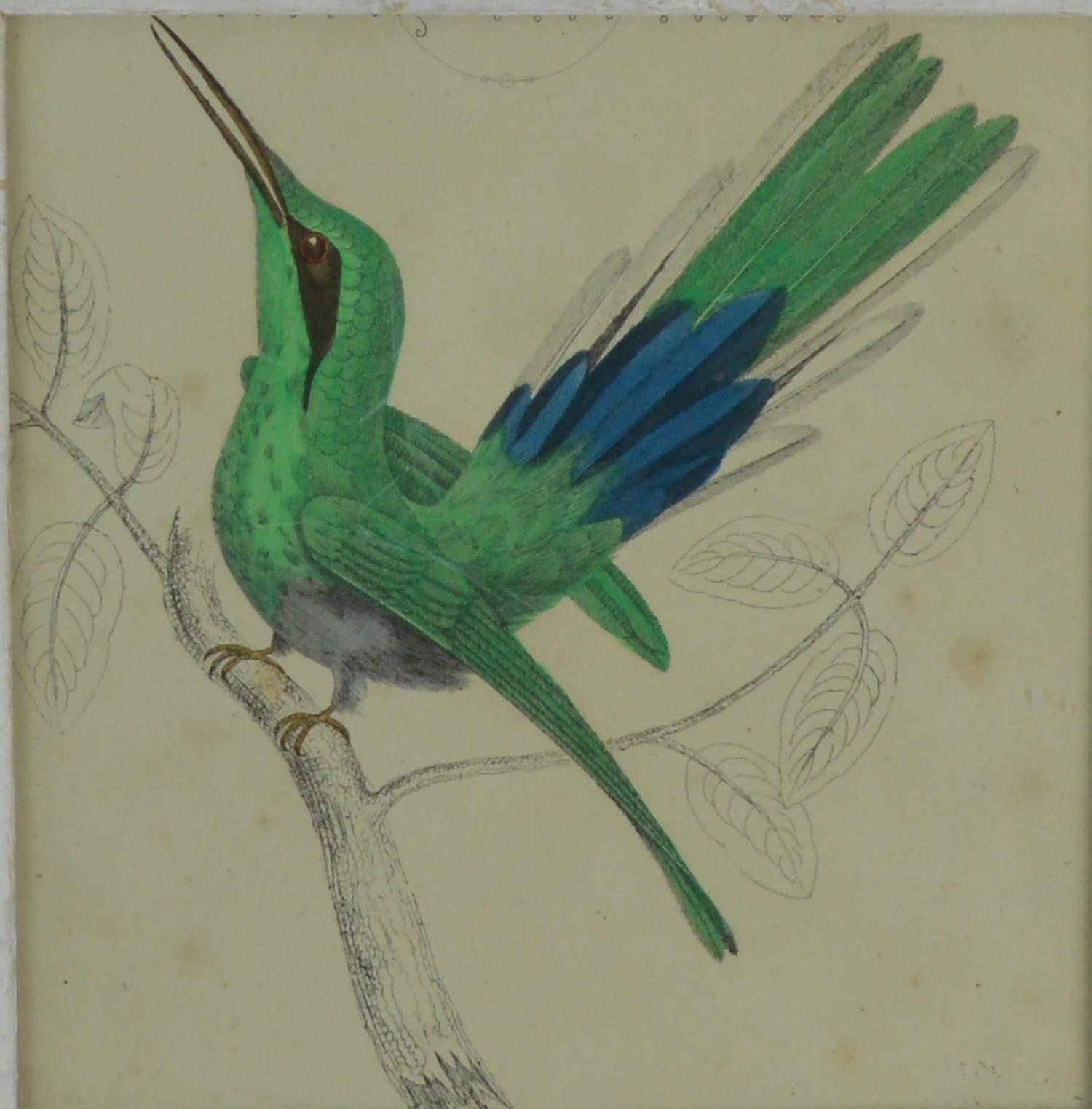 Great image of a hummingbird presented in a distressed antique white painted pine frame.

Lithograph after Cpt. Brown with original hand color.

Published 1847.
 

